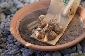 A close-up of Crocus sativus bulbs (saffron crocus) ready for planting.