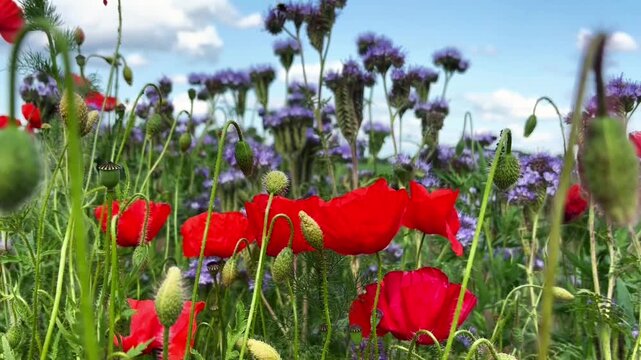 Red Poppy Field Swaying in the Summer Breeze. Blooming Wildflower Meadow with Red Poppies. A serene close-up video of vibrant red poppies and wildflowers gently swaying in the summer wind under a brig