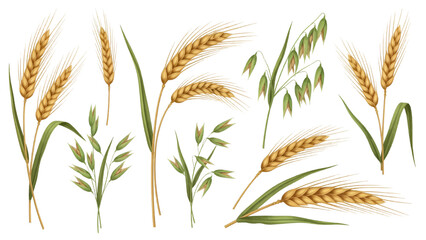 Vector illustration of collection of wheat and oat ears on a transparent background