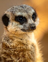 Close-up of a meerkat, focused gaze with brown and beige coloring