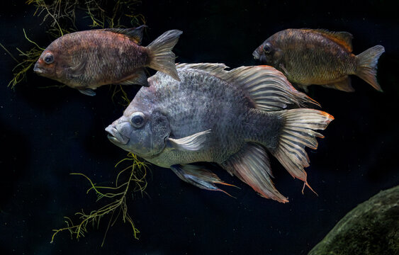 Three Mangarahara Cichlids 