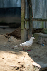 Fototapeta premium White dove standing on the ground near a rustic structure