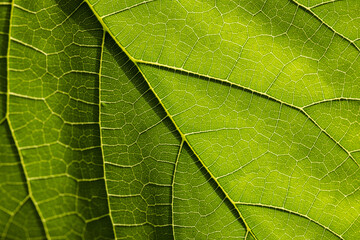 Green leaves macro close up,green leaf rough texture background. Leaf texture macro. Leaf vein pattern macro photography. Green leaf cell macro. Close-up photo of leaves.