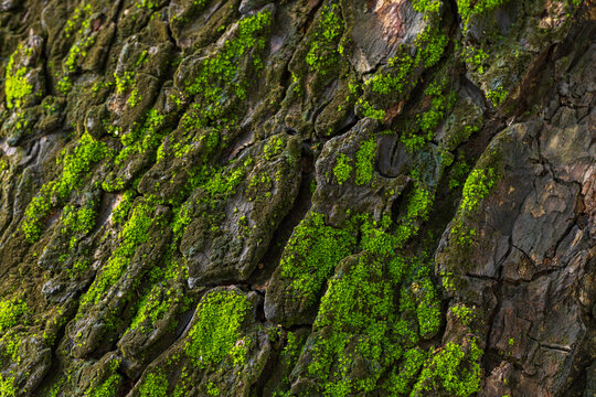 Small green moss covering the bark of a large tree, macro, close up,Green moss closeup texture. Forest ground macro background. Moss growing on stone. Turf texture. Foliage green plant pattern.