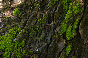 Small green moss covering the bark of a large tree, macro, close up,Green moss closeup texture. Forest ground macro background. Moss growing on stone. Turf texture. Foliage green plant pattern.