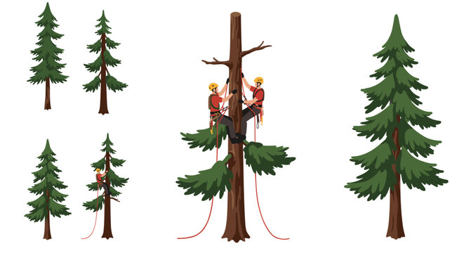 Arborists climbing tall pine trees for maintenance and conservation - Powered by Adobe