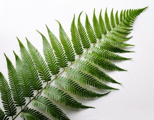 vibrant green fern frond against a clean white background