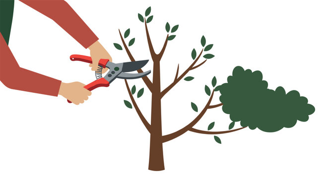 Pruning tree illustration showing gardening techniques for healthy plant growth