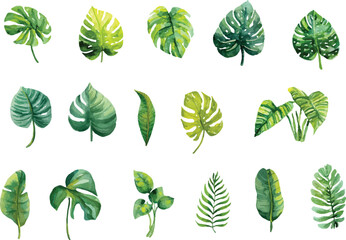 collection of green leaves