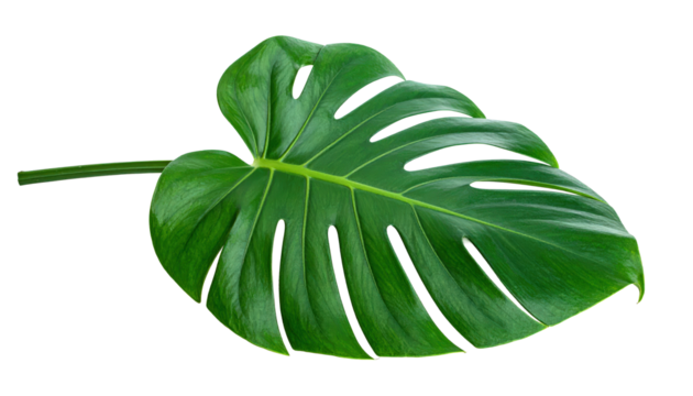 Monstera Leaf Isolated On Transparent Background, Bright Green Tropical Plant For Nature And Decor