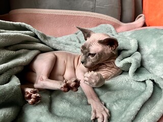 A funny Sphynx cat in a blanket