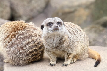 ミーアキャット