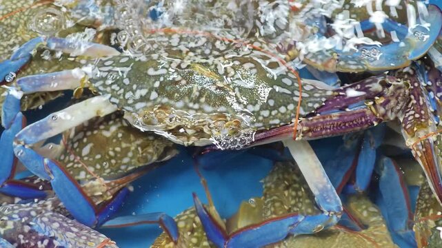 fresh crabs being sold at a popular seafood market in Thailand.
