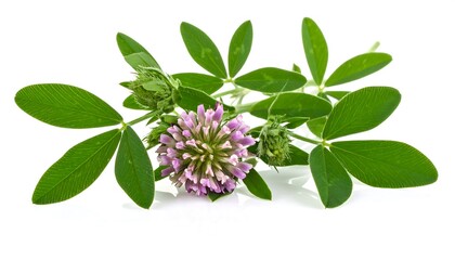 Fenugreek Flower and Leaves - A Close-Up of a Medicinal Herb.