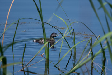Pied-billed Grebe swimming calmly viewed through the reeds