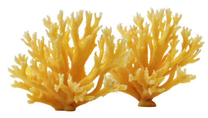 Isolated pair of branching, coral-like structures, displaying natural, complex, yellow formations
