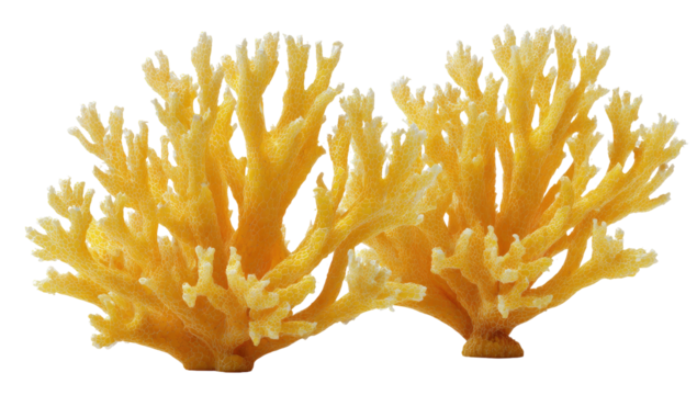 Isolated pair of branching, coral-like structures, displaying natural, complex, yellow formations