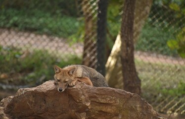 Image of a golden Jackal resting on a Stone