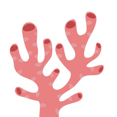 Red coral illustration