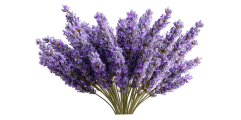 A realistic digital image of a purple lavender bundle with brown stems, on a black background