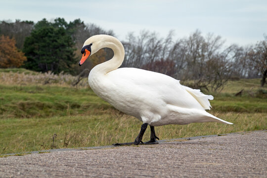Mute swan (Cygnus olor) crossing a rural road in the coastal area of the Netherlands