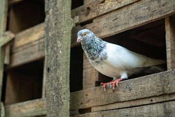 Pigeon perched in a rustic wooden birdhouse opening
