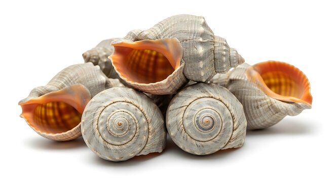 Pile of common whelk shells, close up
