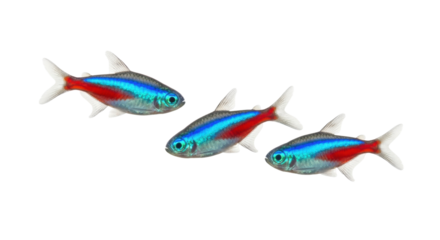 Isolated group of neon tetras, popular freshwater fish with vibrant blue and red stripes