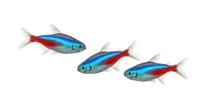 Isolated group of neon tetras, popular freshwater fish with vibrant blue and red stripes