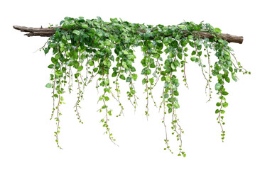 Hanging greenery cascading from a branch