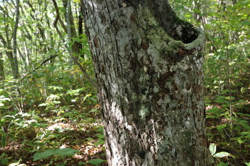 蔵王の麓の森に立つ、なめらかなブナの幹。