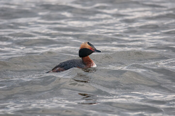 Horned Grebe riding the small waves in a lake