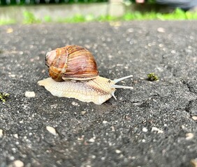 snails on the asphalt