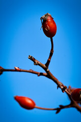 Bright red rosehip berries on bare branches against a blue winter sky in Italy. A vibrant seasonal scene capturing the beauty of nature and the contrast between color and cold atmosphere.