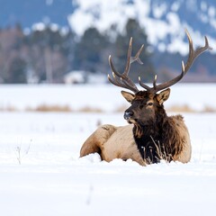 A majestic elk rests peacefully in a snow-covered field