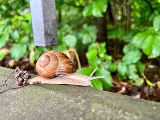 snails on the asphalt