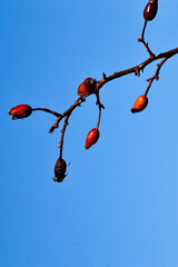 Bright red rosehip berries on bare branches against a blue winter sky in Italy. A vibrant seasonal scene capturing the beauty of nature and the contrast between color and cold atmosphere.