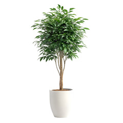 Lush Green Potted Plant in White Pot | Indoor Houseplant for Home & Office Decor on transparent background