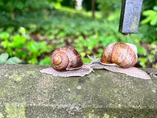 snails on the asphalt