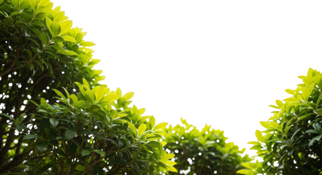 Lush green leaves against a dark night sky