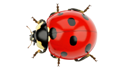 Isolated ladybug, charming insect, delicate nature, vibrant colors, delightful beetle, spring bug