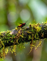 Crimson-bodied wasp on mossy branch in a lush, green forest.