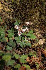Blooming strawberry plants in springtime in Abkhazia, Georgia. White blossoms and green leaves symbolize renewal, growth, and the natural beauty of rural agricultural landscapes.