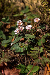 Blooming strawberry plants in springtime in Abkhazia, Georgia. White blossoms and green leaves symbolize renewal, growth, and the natural beauty of rural agricultural landscapes.