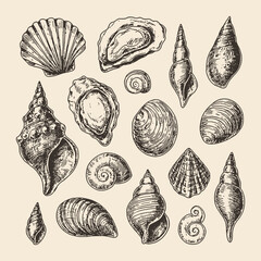 Detailed hand-drawn vector of various seashells in vintage engraving style. Perfect for coastal decor, packaging, and naturalist designs.