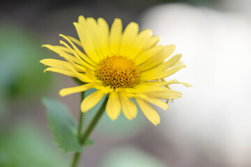 Obraz premium Yellow Daisy In Throws Of Spring