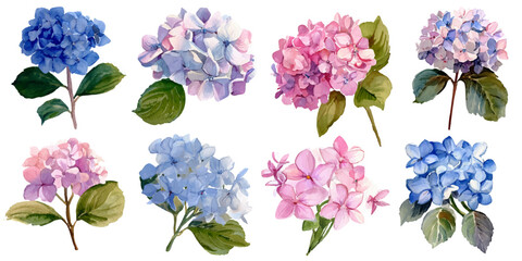 Watercolor  hydrangea flower set with green leaves