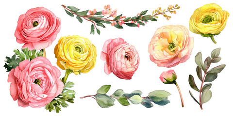 Watercolor ranunculus flowers and botanical leaves design element set