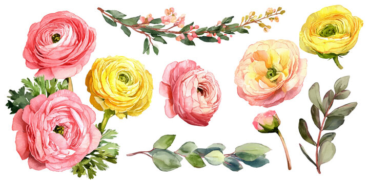 Watercolor ranunculus flowers and botanical leaves design element set