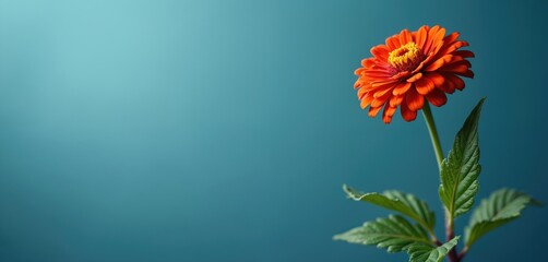 Single zinnia on soft blue. Orange flower presents vibrant contrast against blue backdrop. Petals display intricate details. Fresh bloom creates appealing art. Perfect for springtime summertime